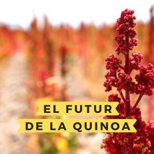 El futur de la quinoa, el futur dels cultius